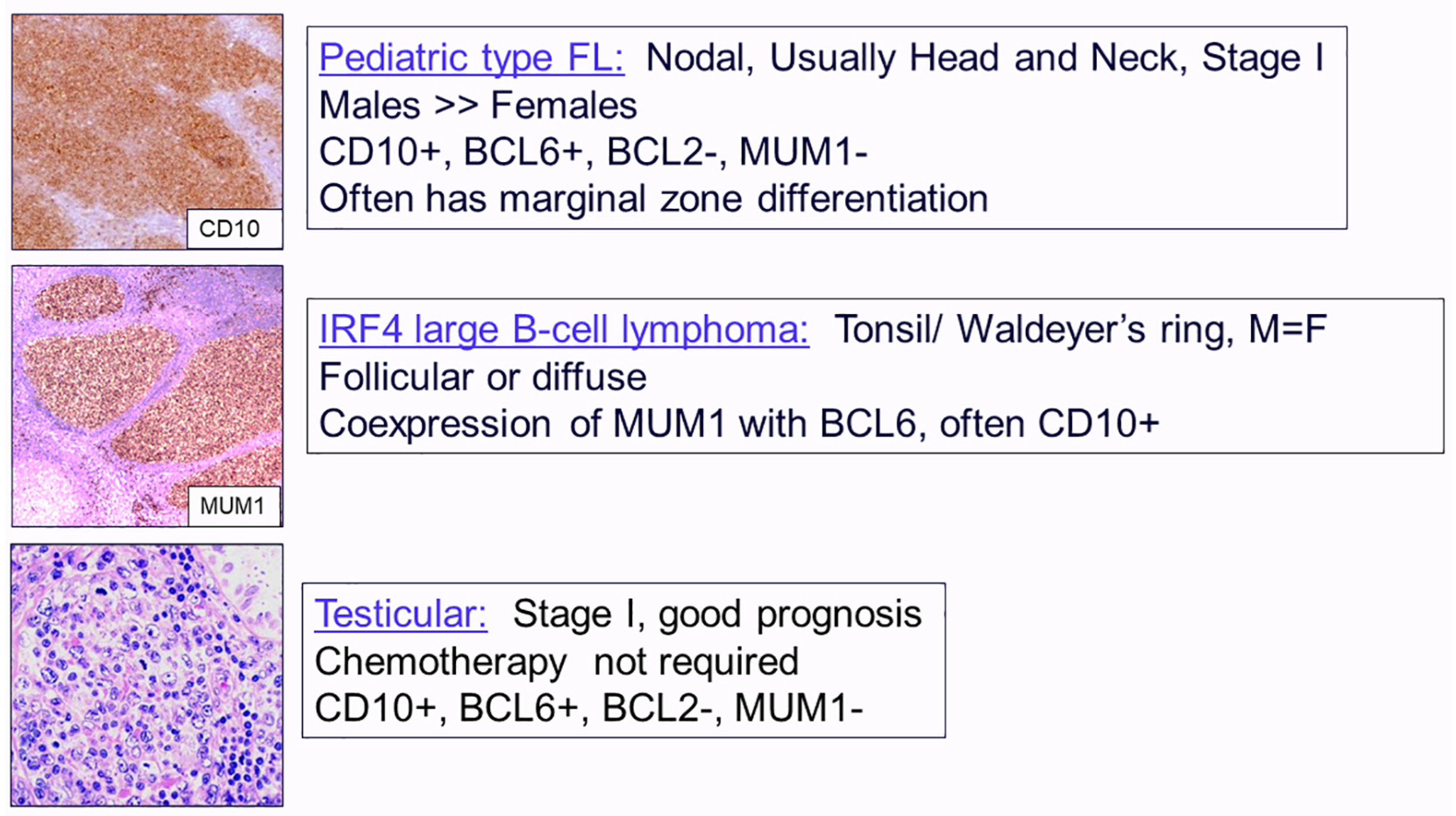 Hemato 05 00013 g003