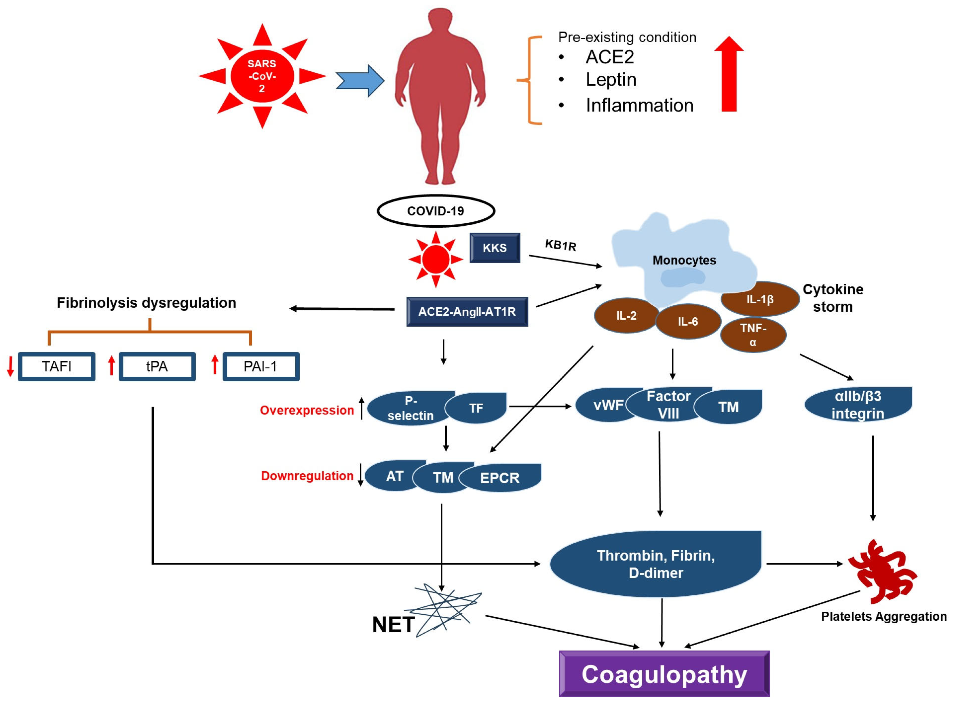 Hemato 06 00004 g002