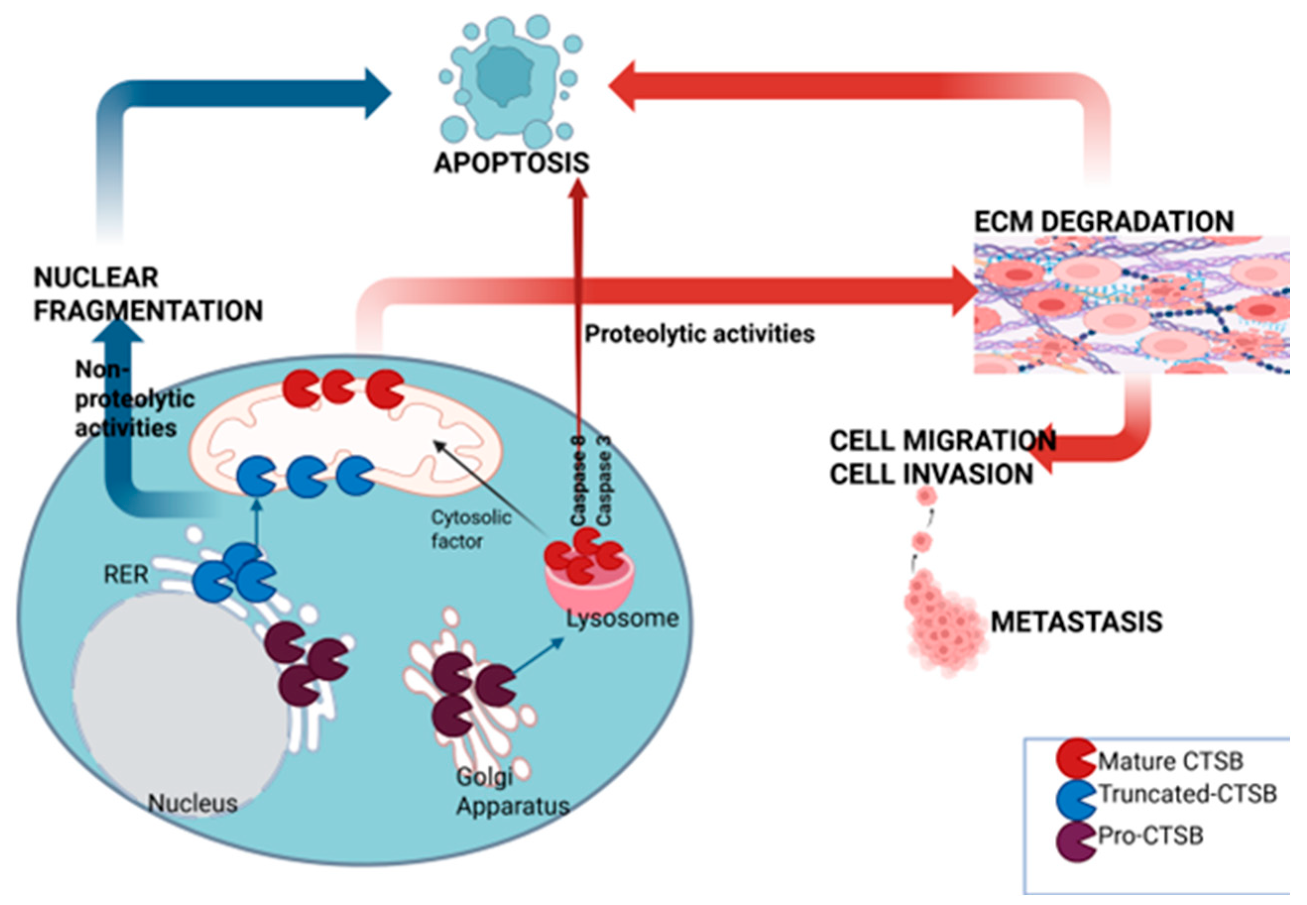 Hemato 06 00013 g001