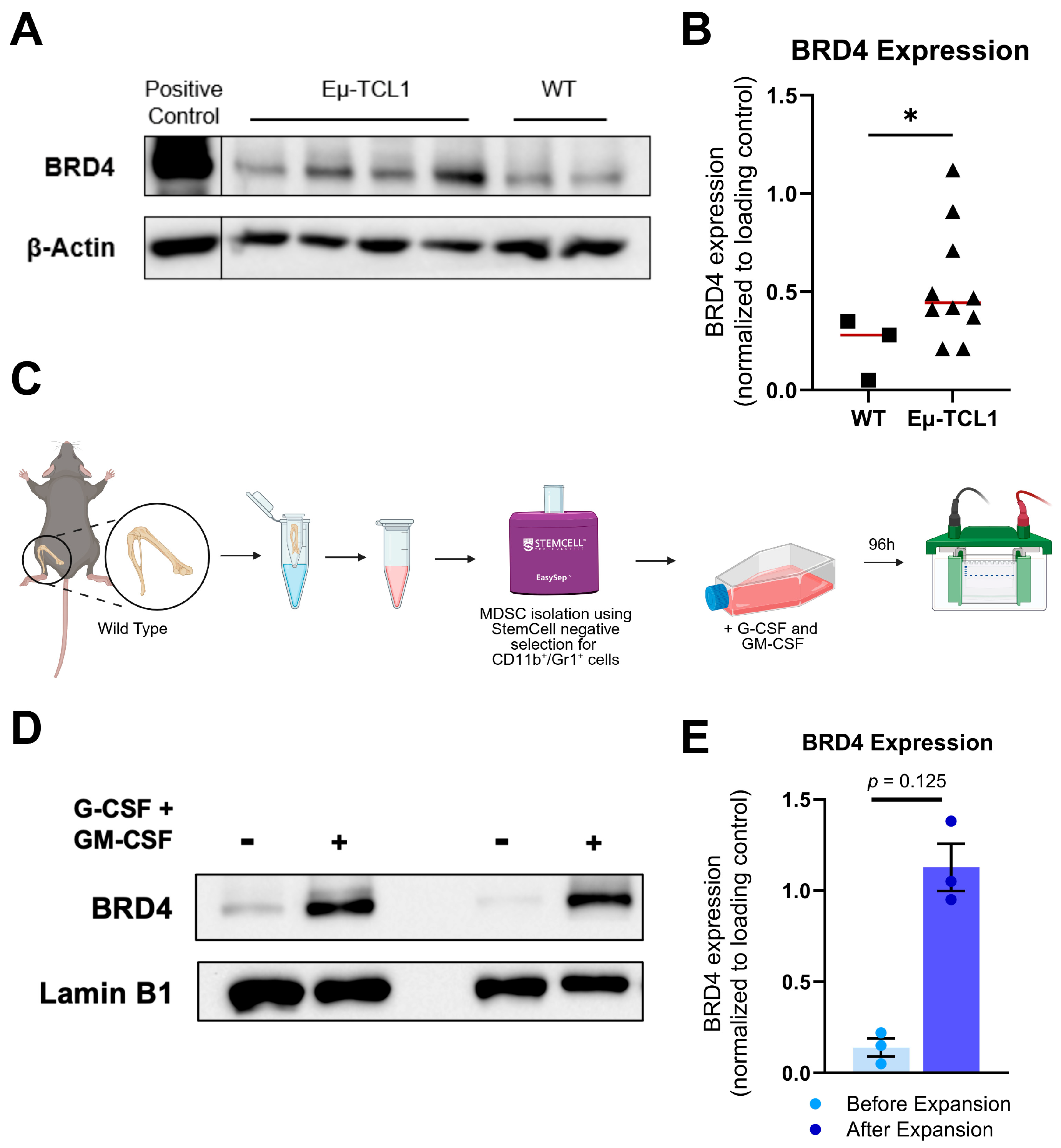 Hemato 06 00014 g001