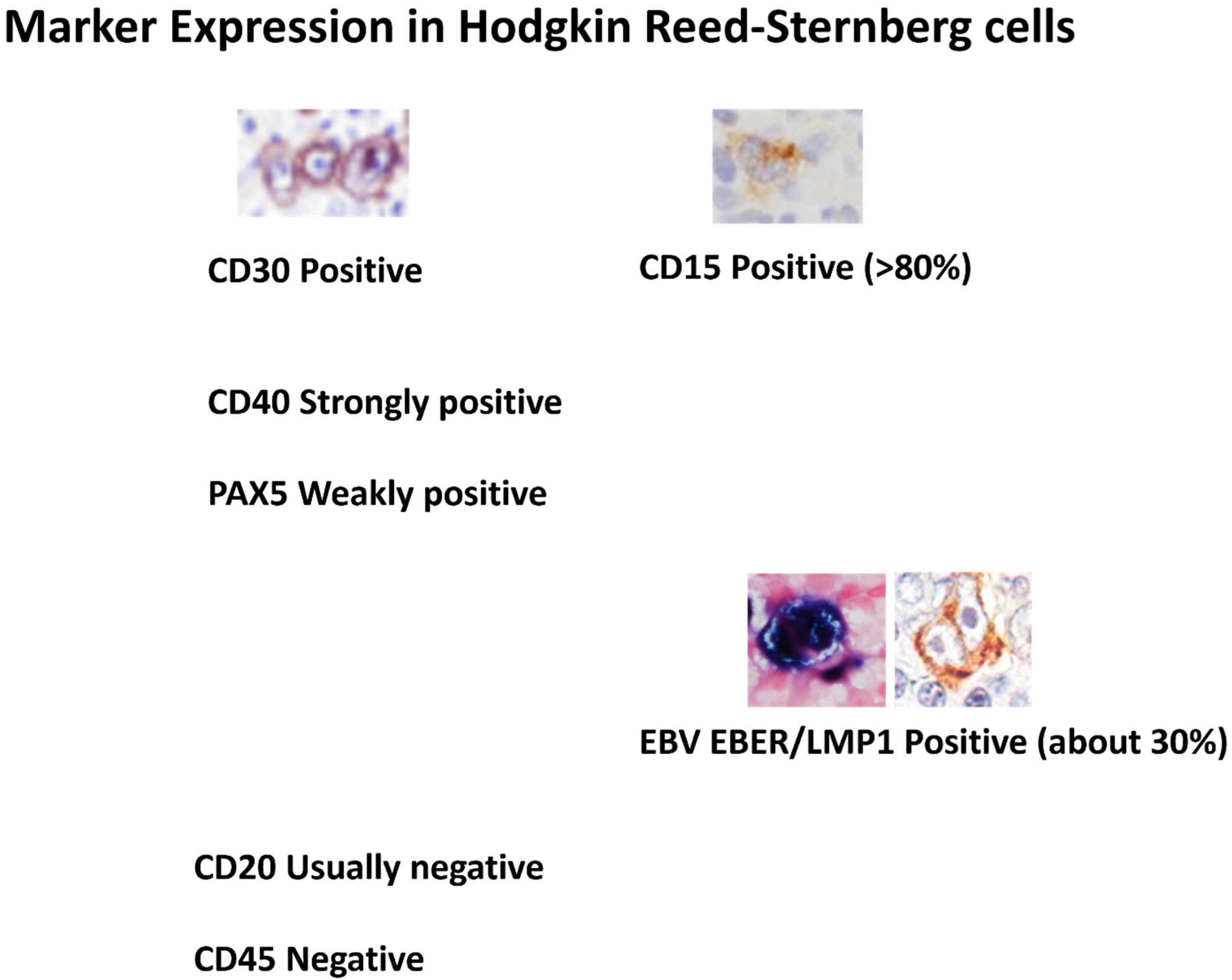 Hemato 06 00020 g001