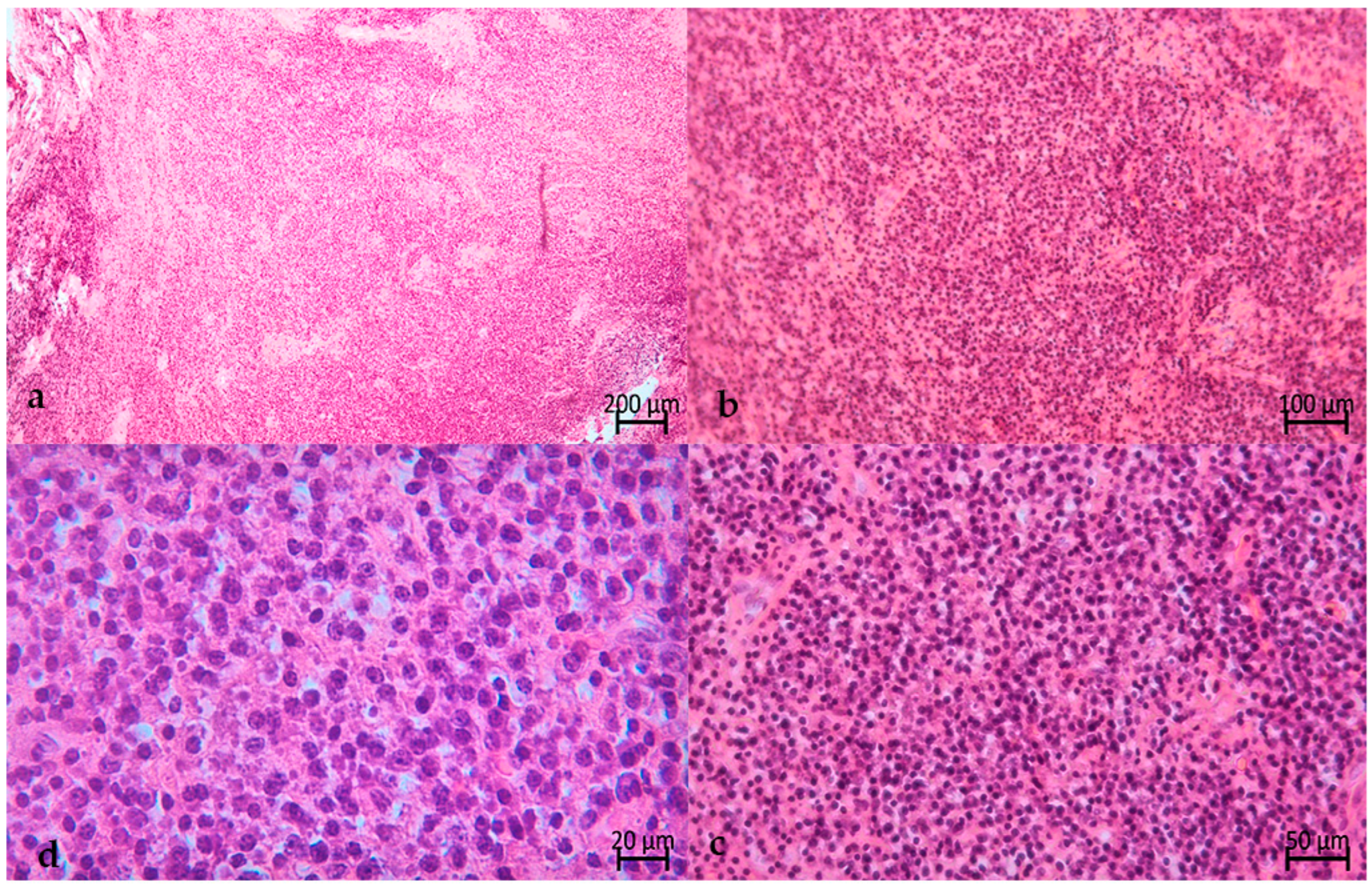 Hematolrep 16 00003 g008