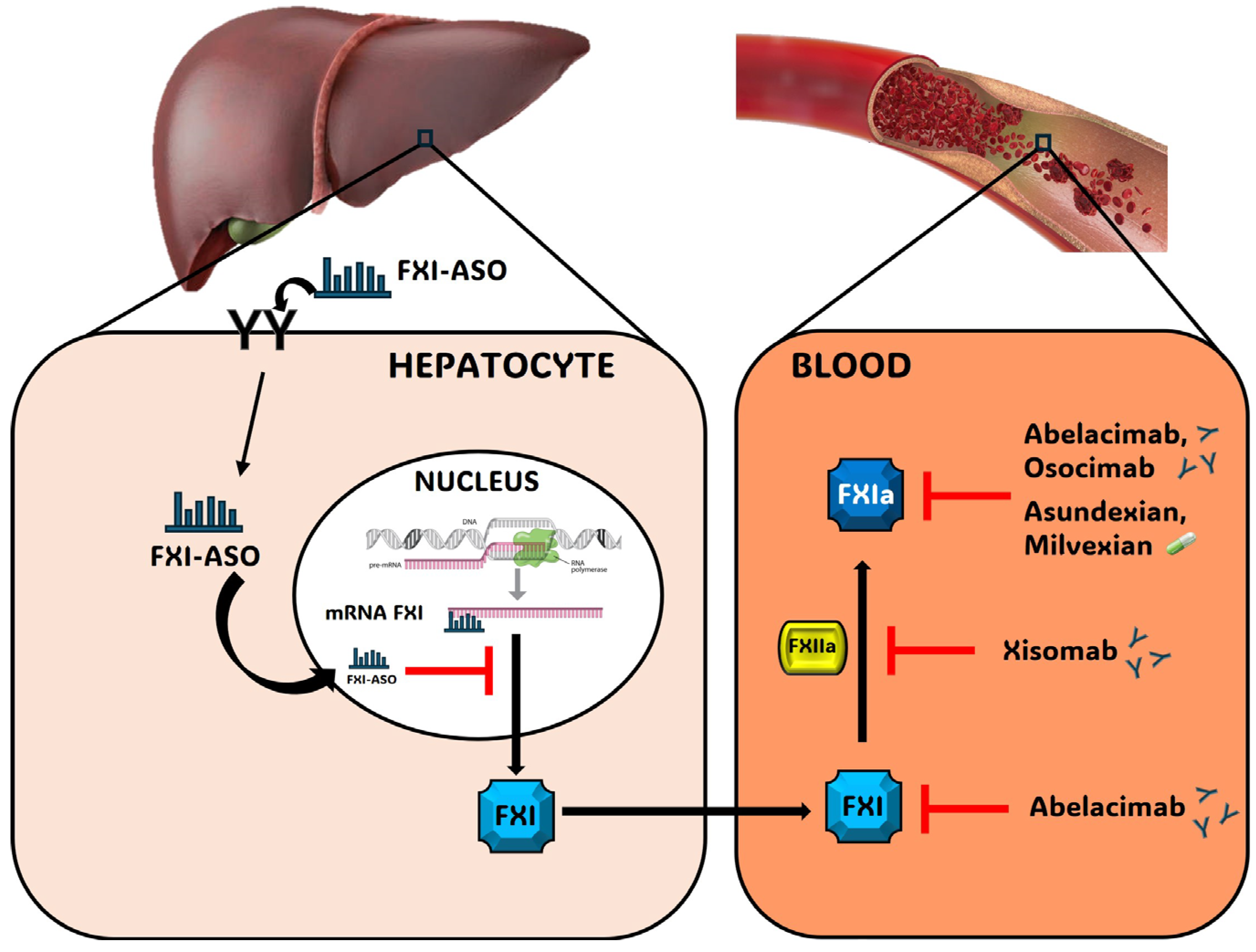 Drug–Drug Interactions of FXI Inhibitors: Clinical Relevance