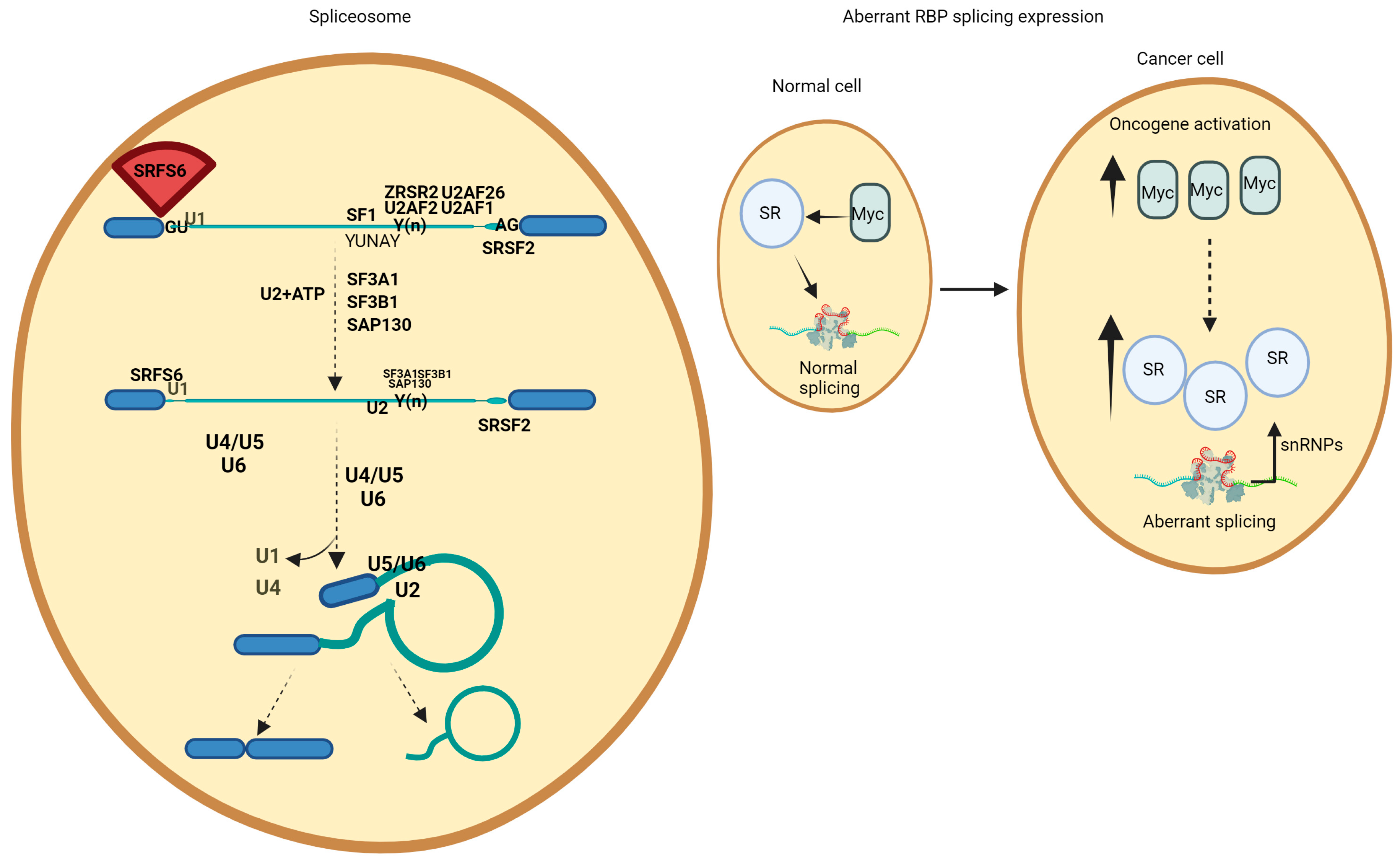 Hematolrep 16 00066 g001