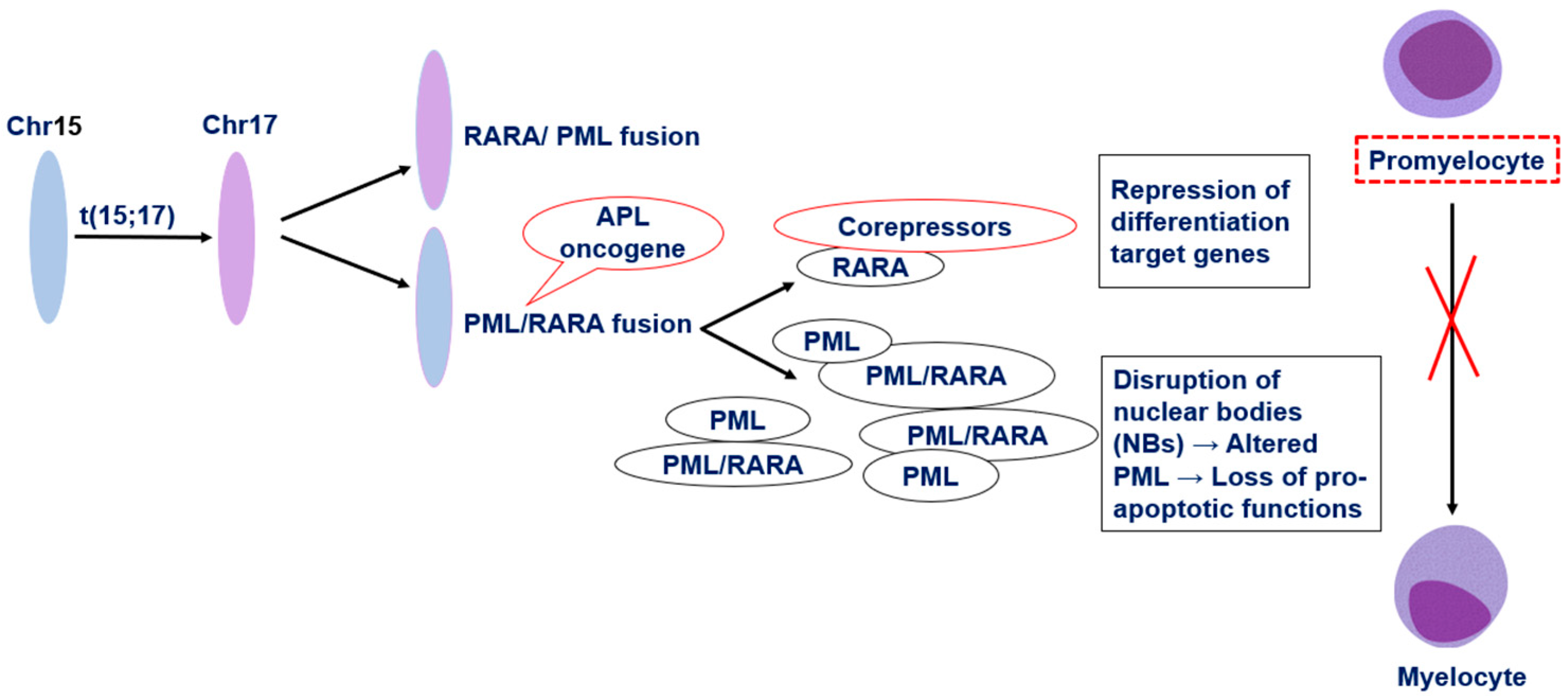 Hematolrep 17 00066 g001