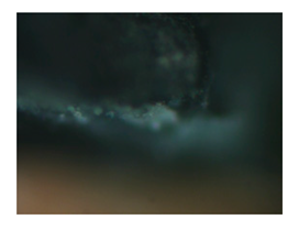 Heritage 02 00160 i002