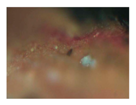 Heritage 02 00160 i006