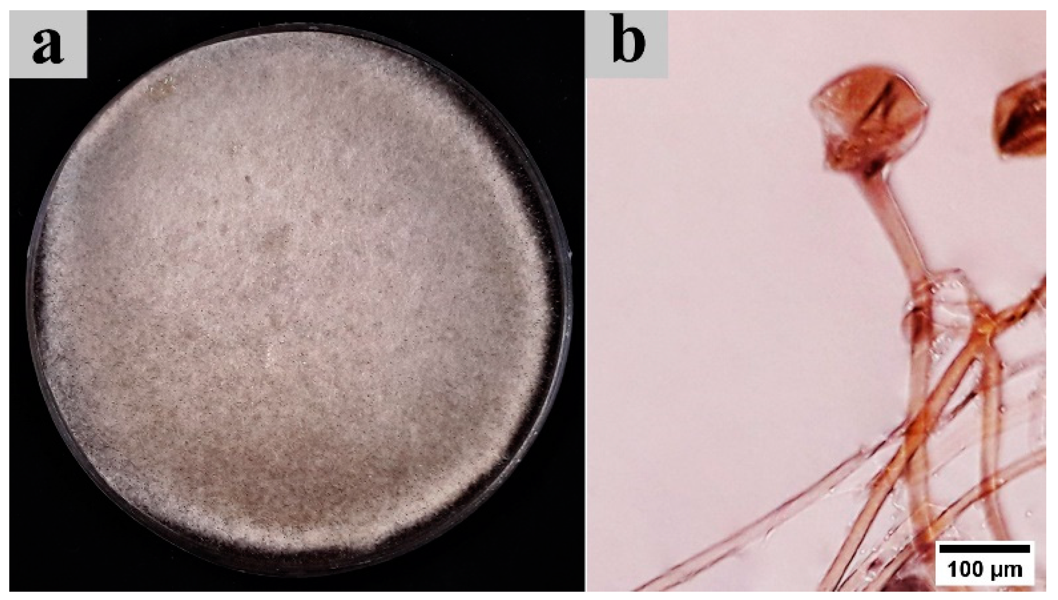 Heritage 04 00074 g002 550