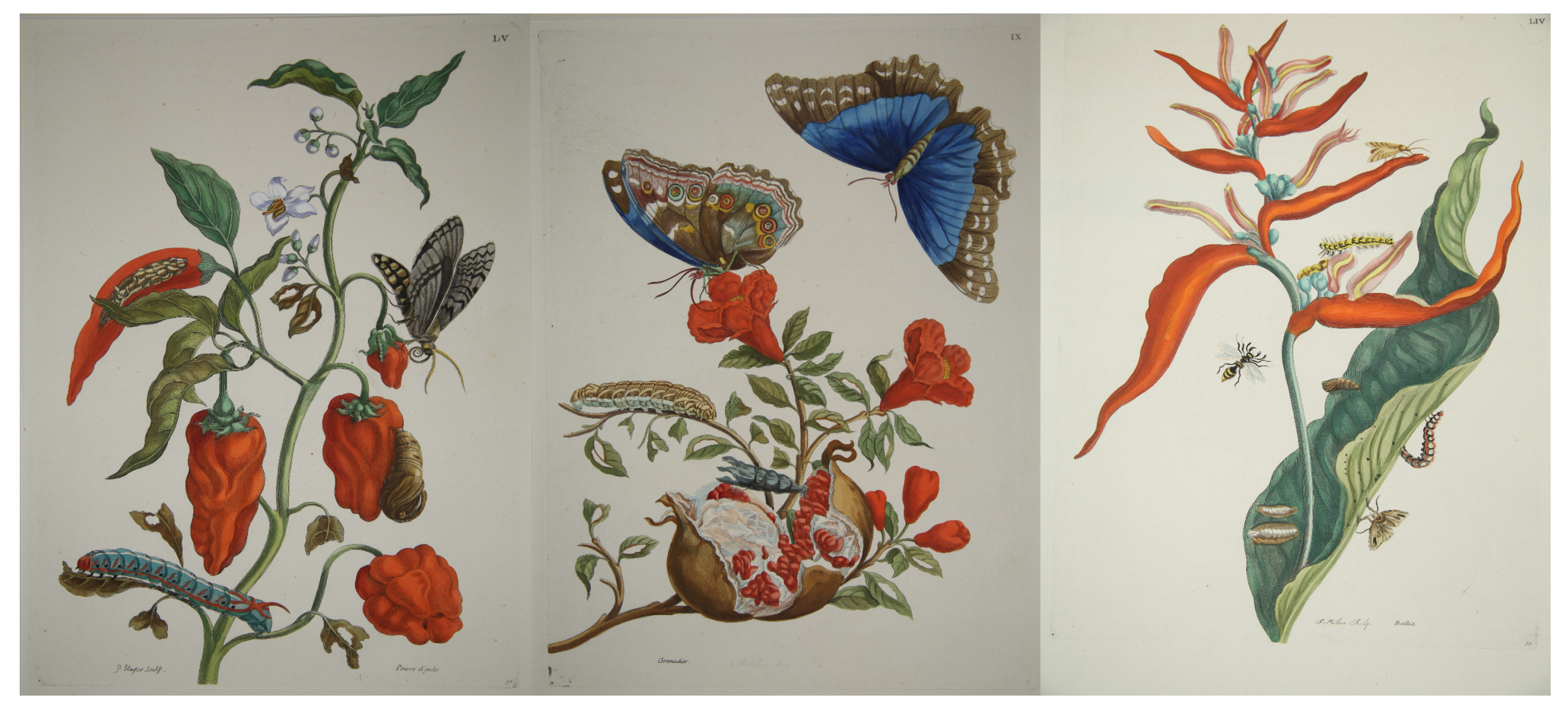 en kop sandwich Vågn op Heritage | Free Full-Text | Multi-Modal, Non-Invasive Investigation of  Modern Colorants on Three Early Modern Prints by Maria Sibylla Merian