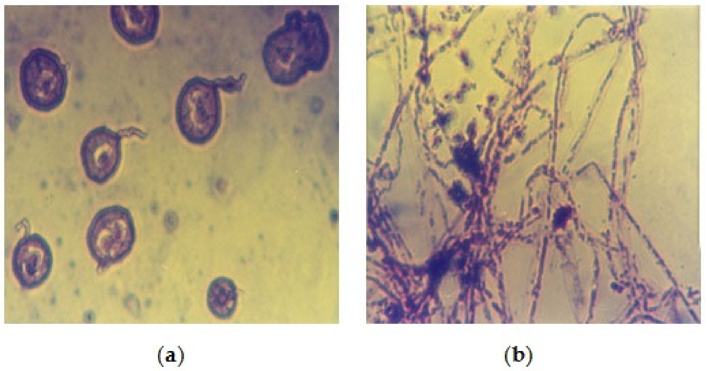 Heritage 04 00223 g011