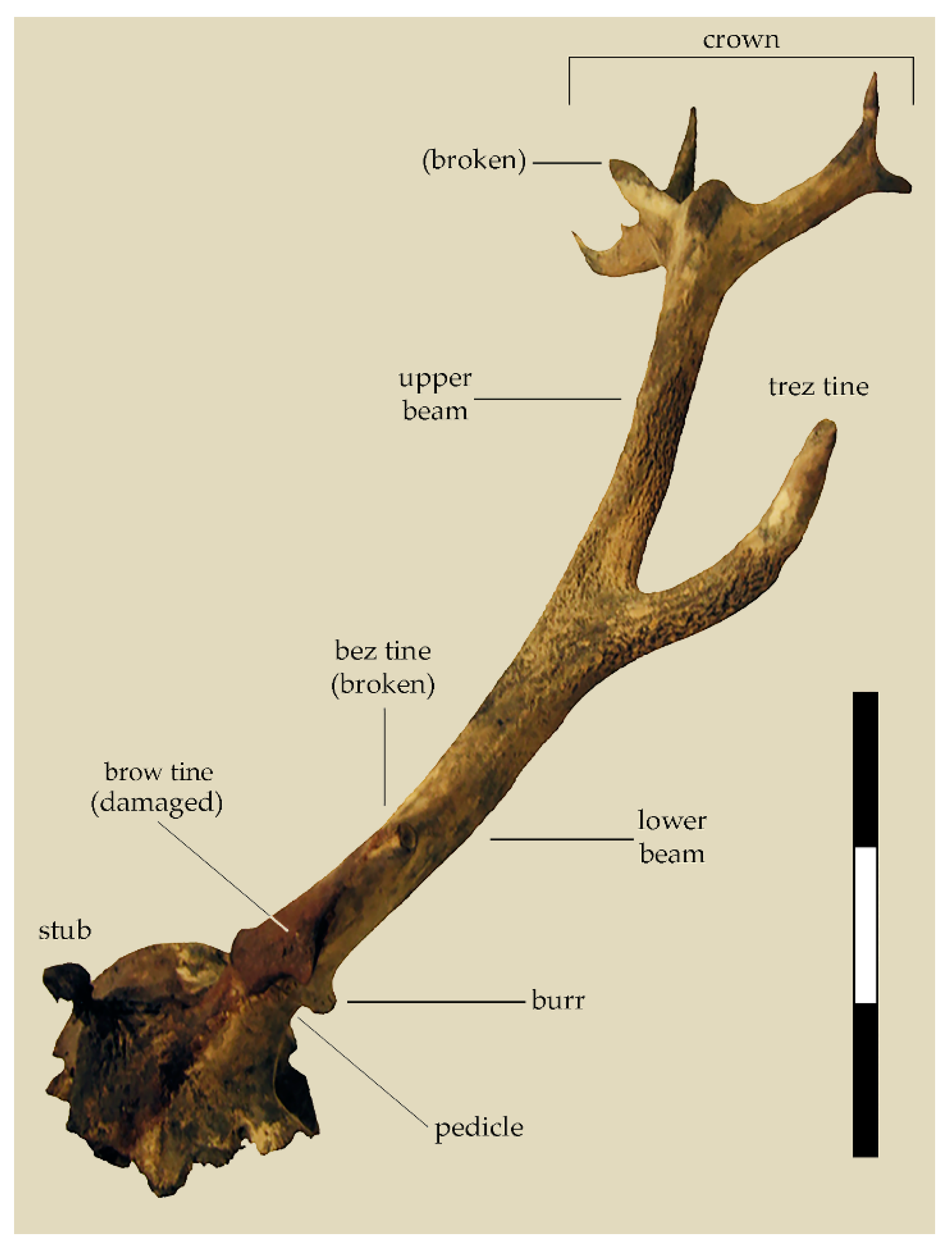 Heritage Free Full-Text Human Impact on Antler Conformation in Western Red Deer (Cervus elaphus elaphus Linnaeus, 1758)