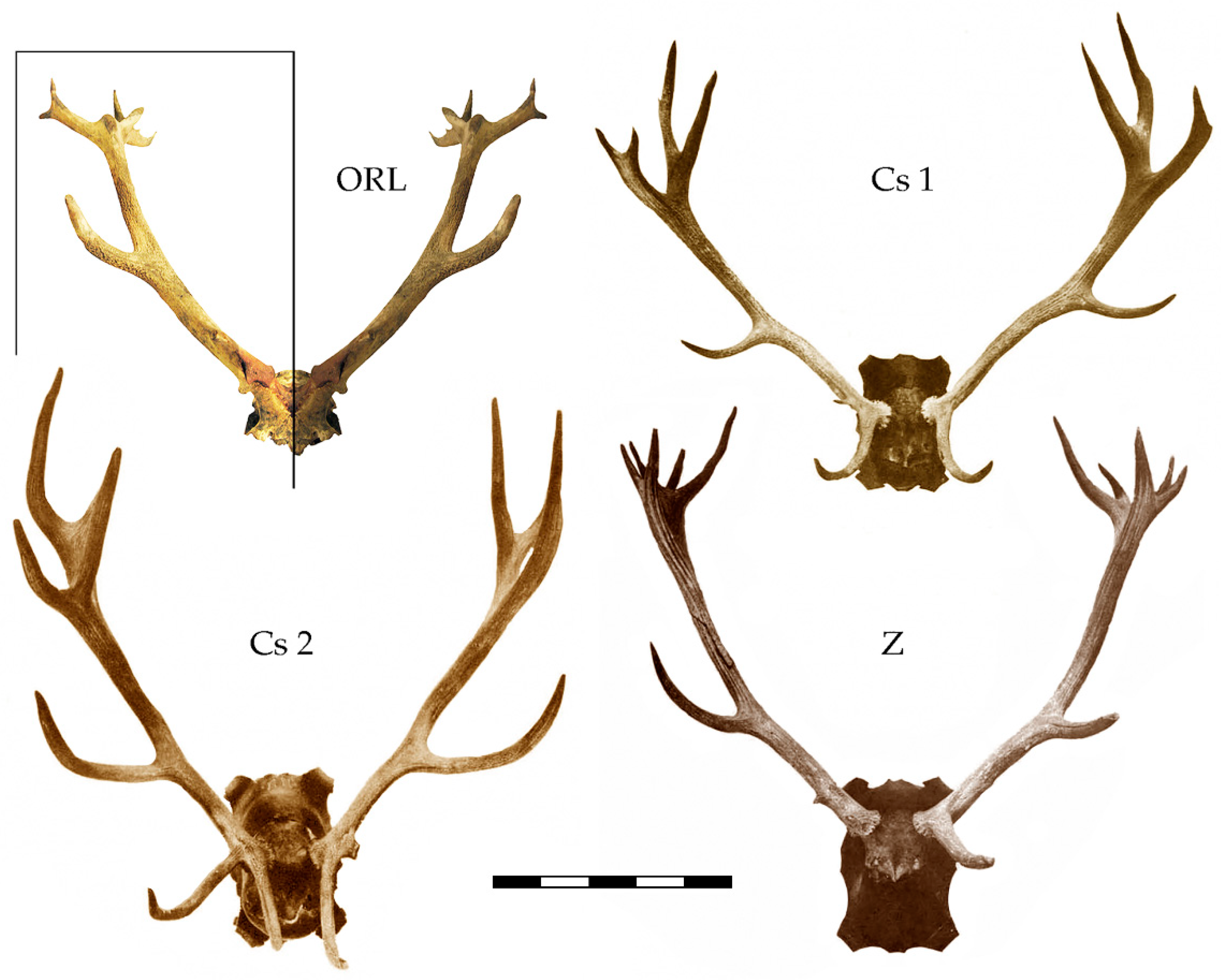 Heritage Free Full-Text Human Impact on Antler Conformation in Western Red Deer (Cervus elaphus elaphus Linnaeus, 1758)