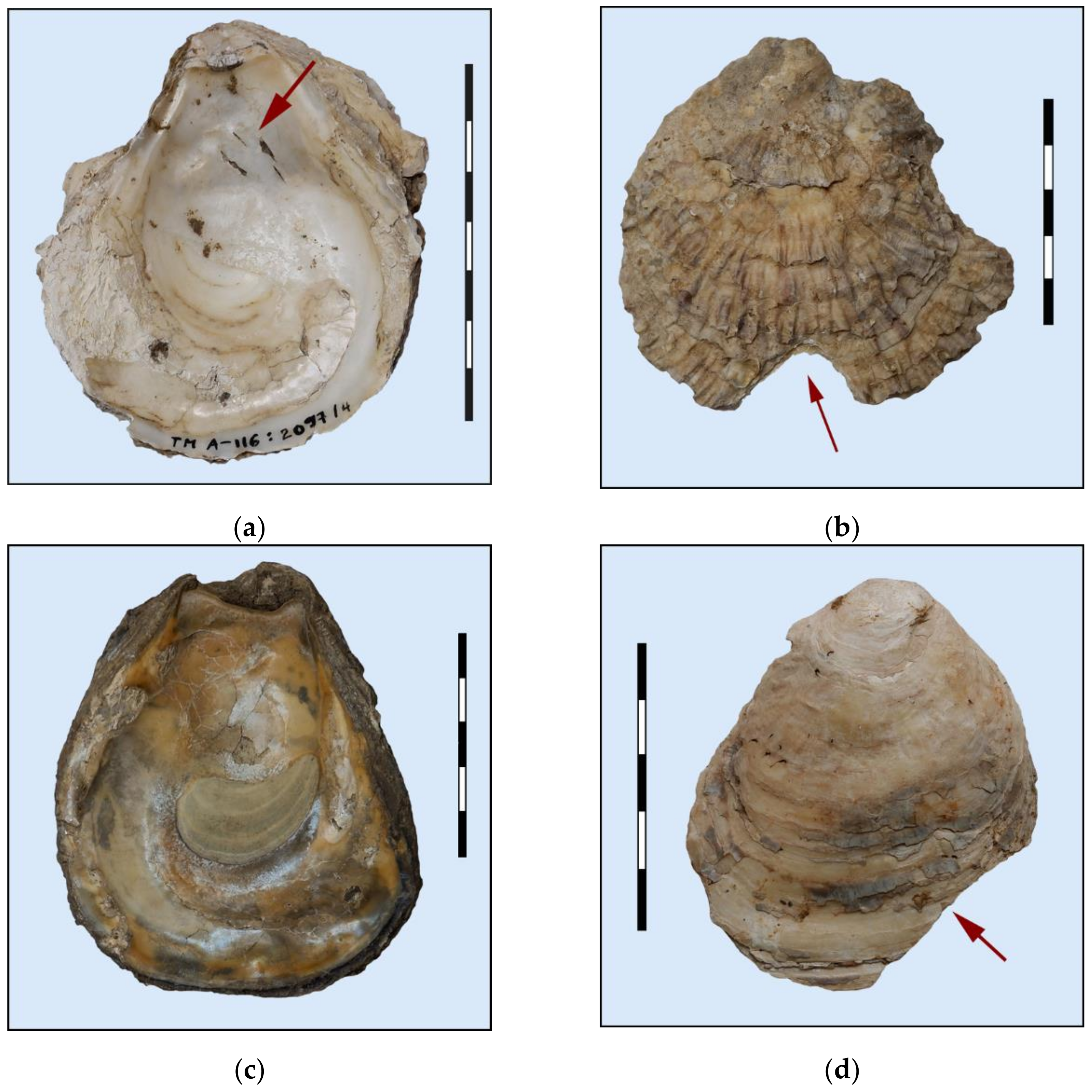 Heritage 05 00044 g005