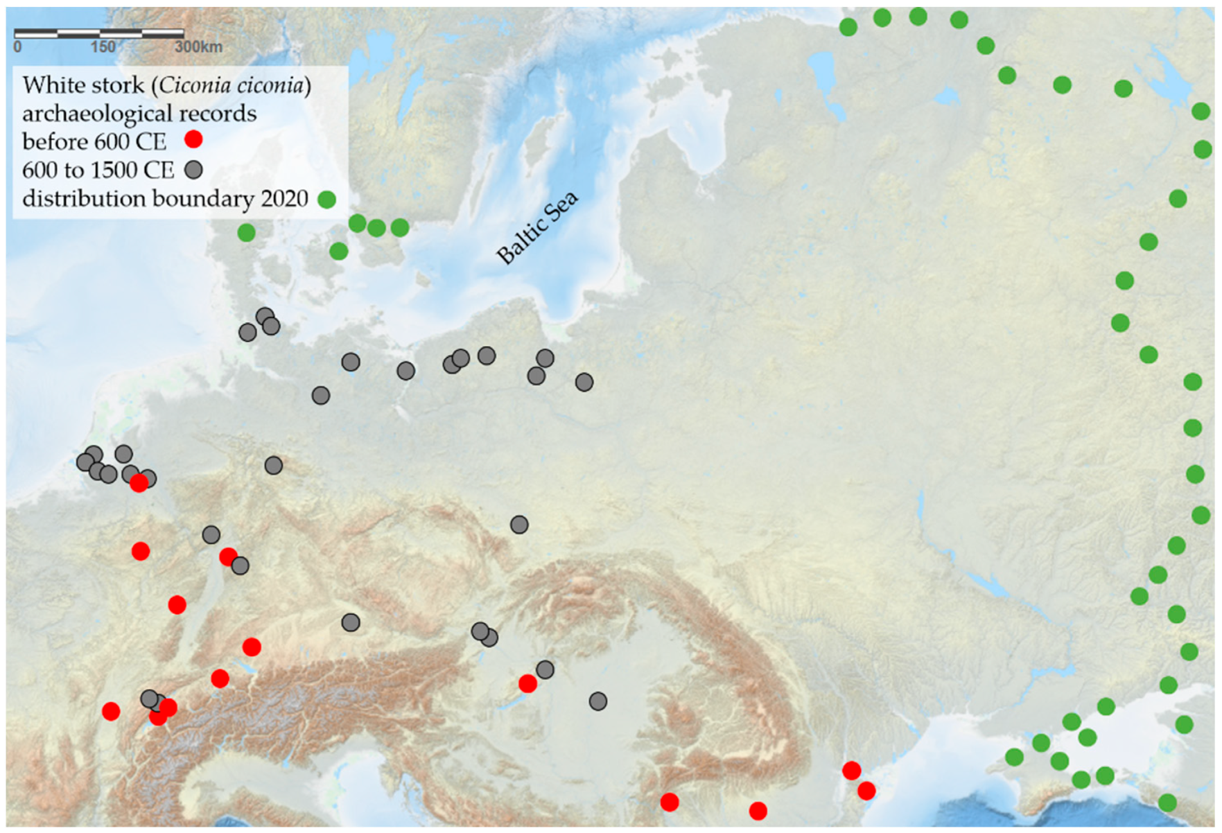 Rare 'rat king' found alive in Estonia