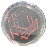 Heritage 06 00331 i008