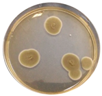 Heritage 06 00331 i012