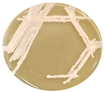 Heritage 06 00331 i016