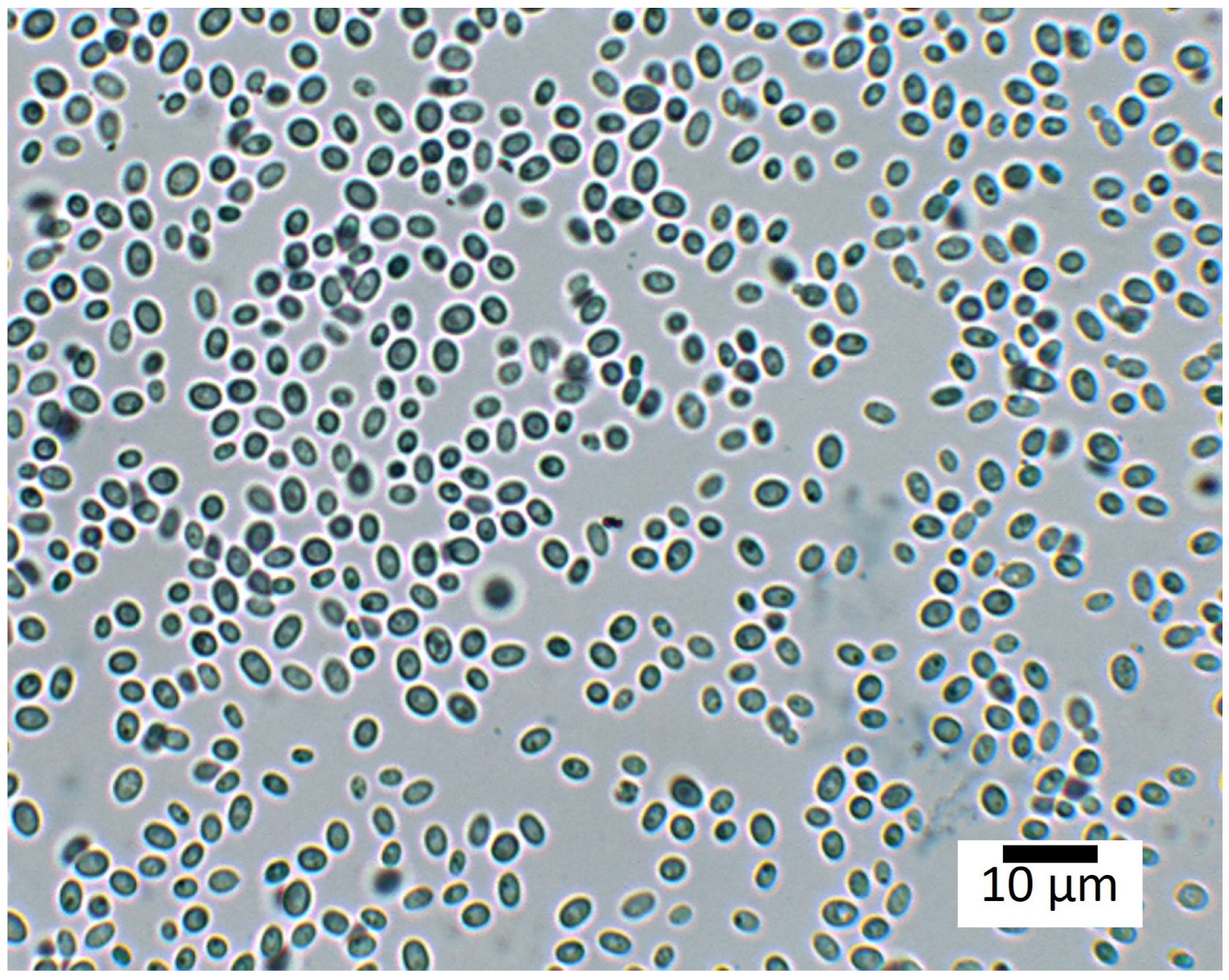 Heritage 06 00406 g002