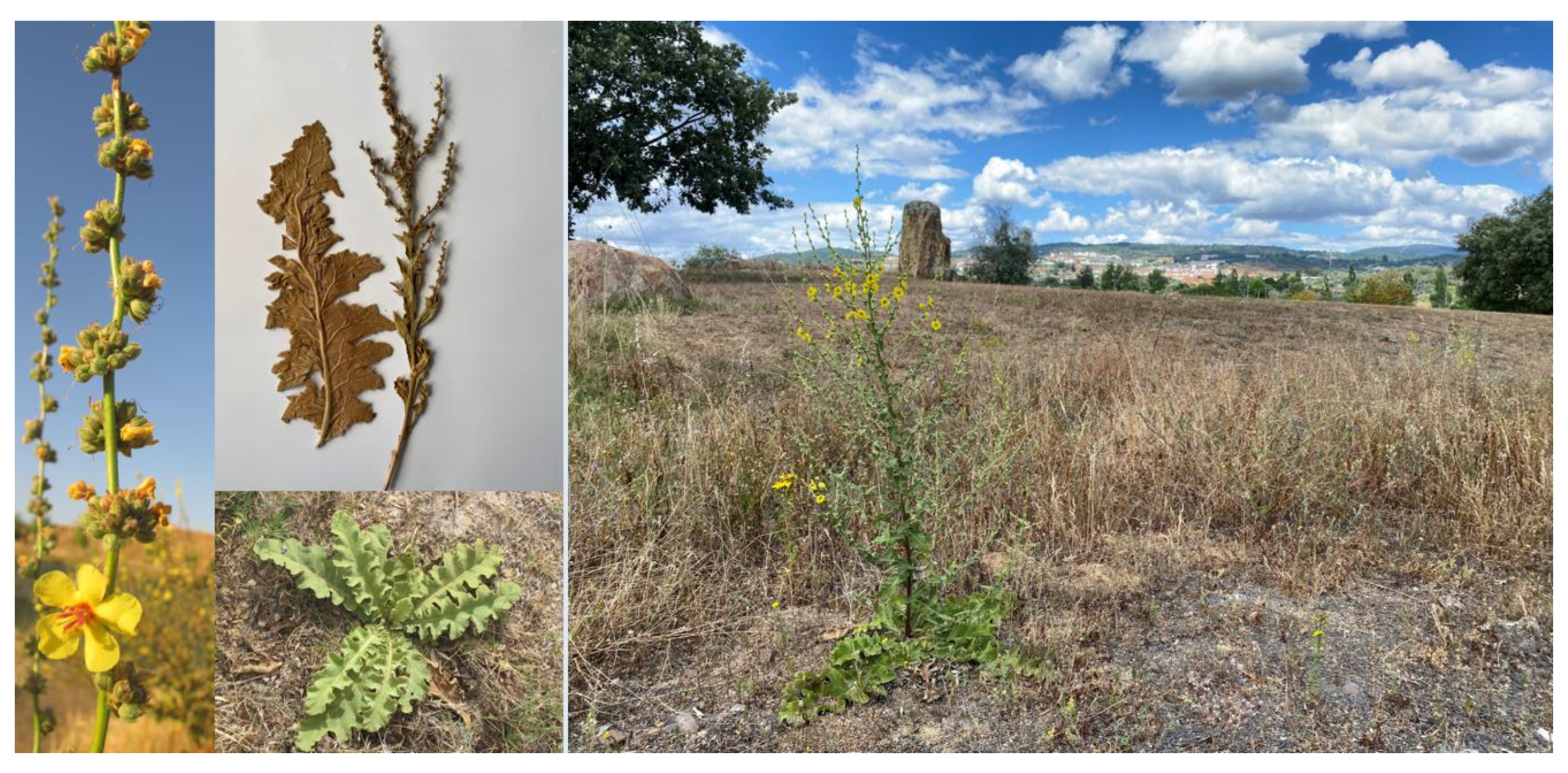 Heritage 07 00012 g002 Heritage 07 00012 g002