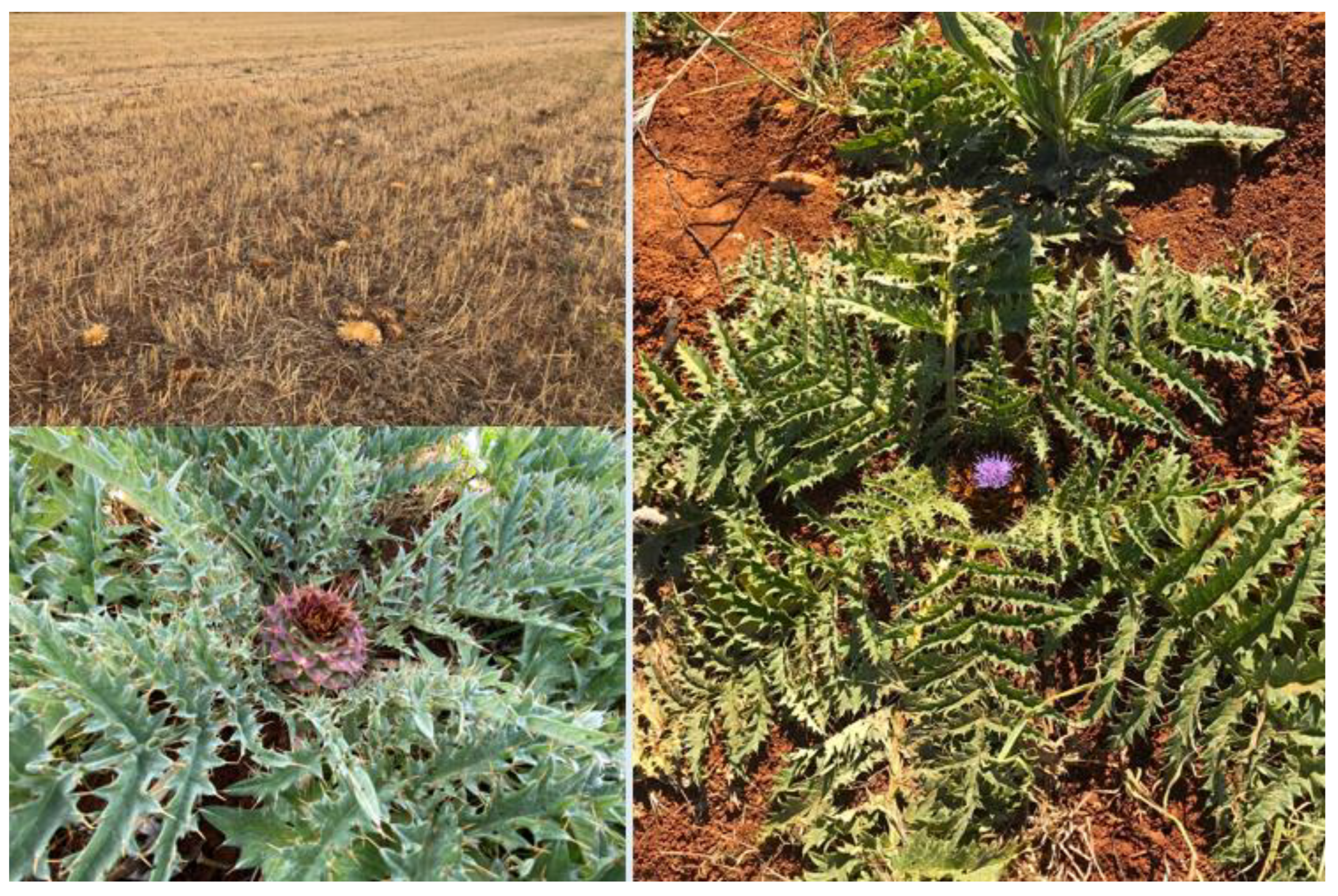 Heritage 07 00012 g0a5 Heritage 07 00012 g0a5