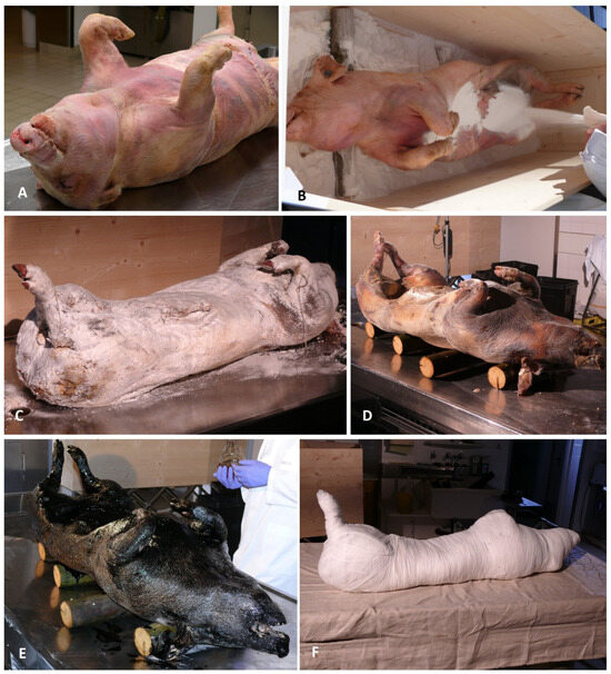 Experimental Ancient Egyptian Human Mummification Tested in
