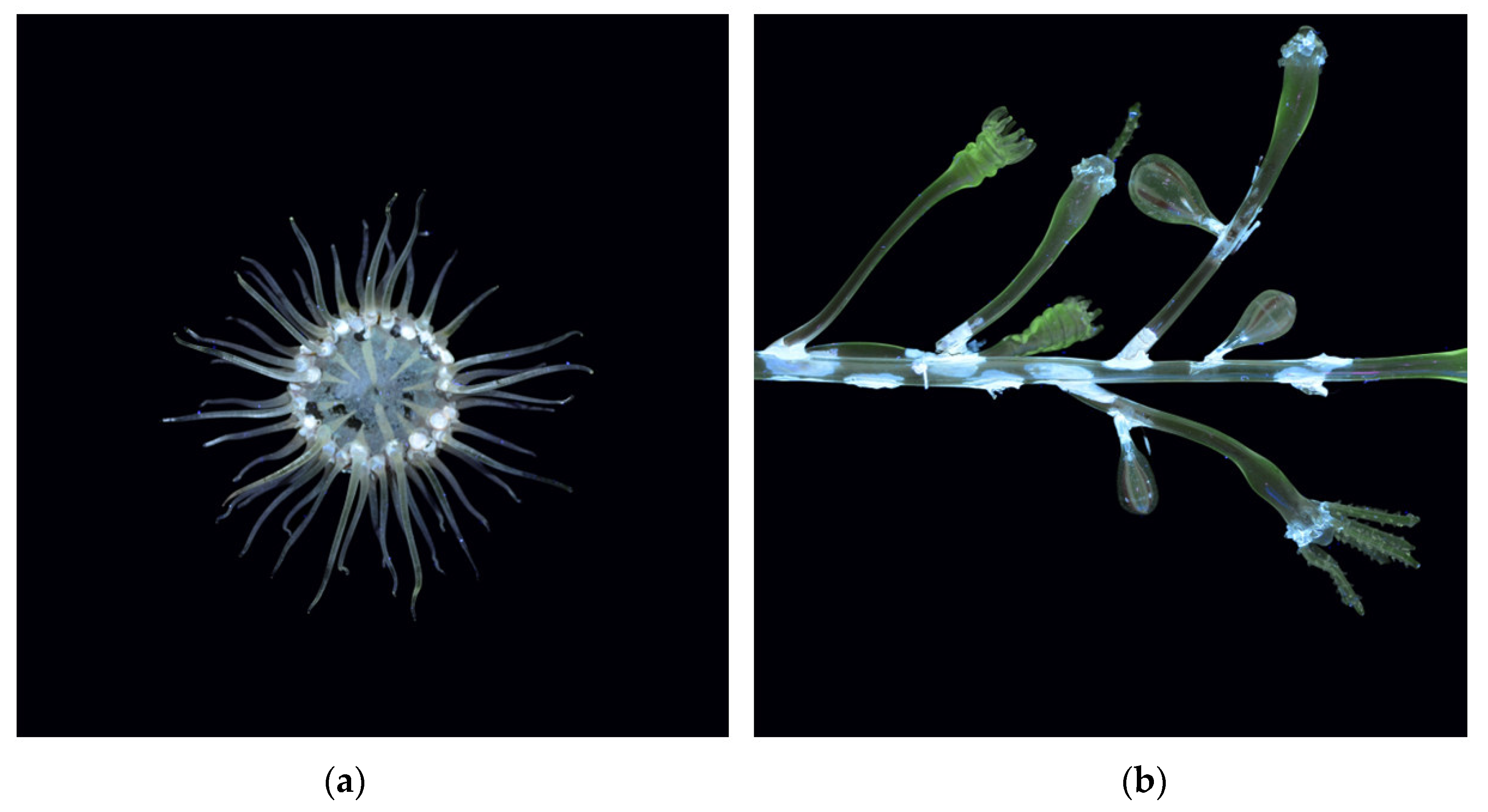 Heritage 08 00376 g008