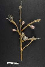 Heritage 08 00376 i003