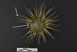 Heritage 08 00376 i014