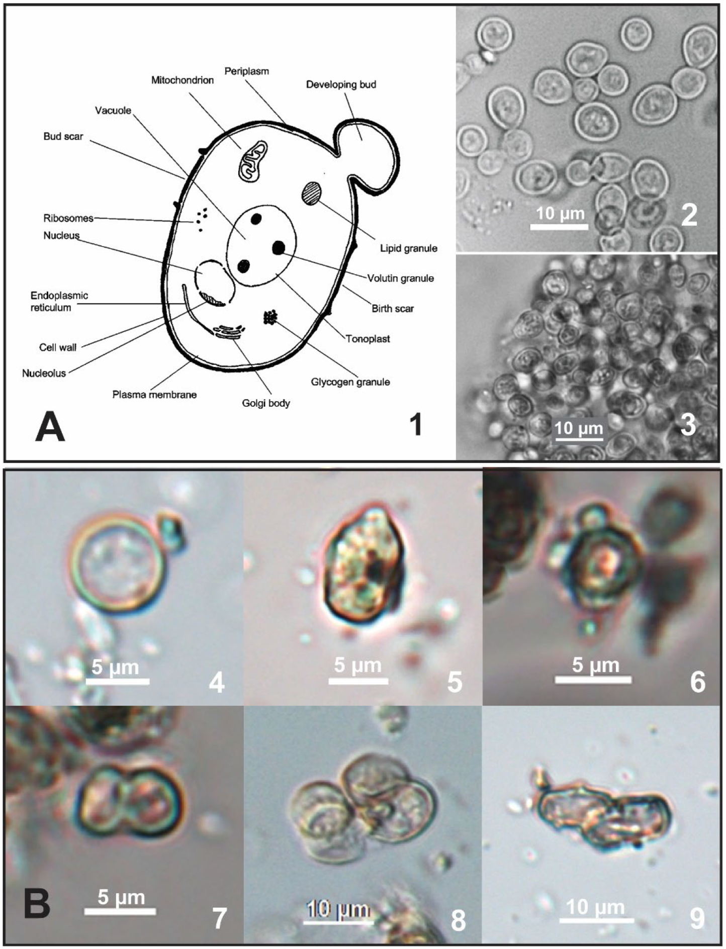 Heritage 08 00426 g002 Heritage 08 00426 g002