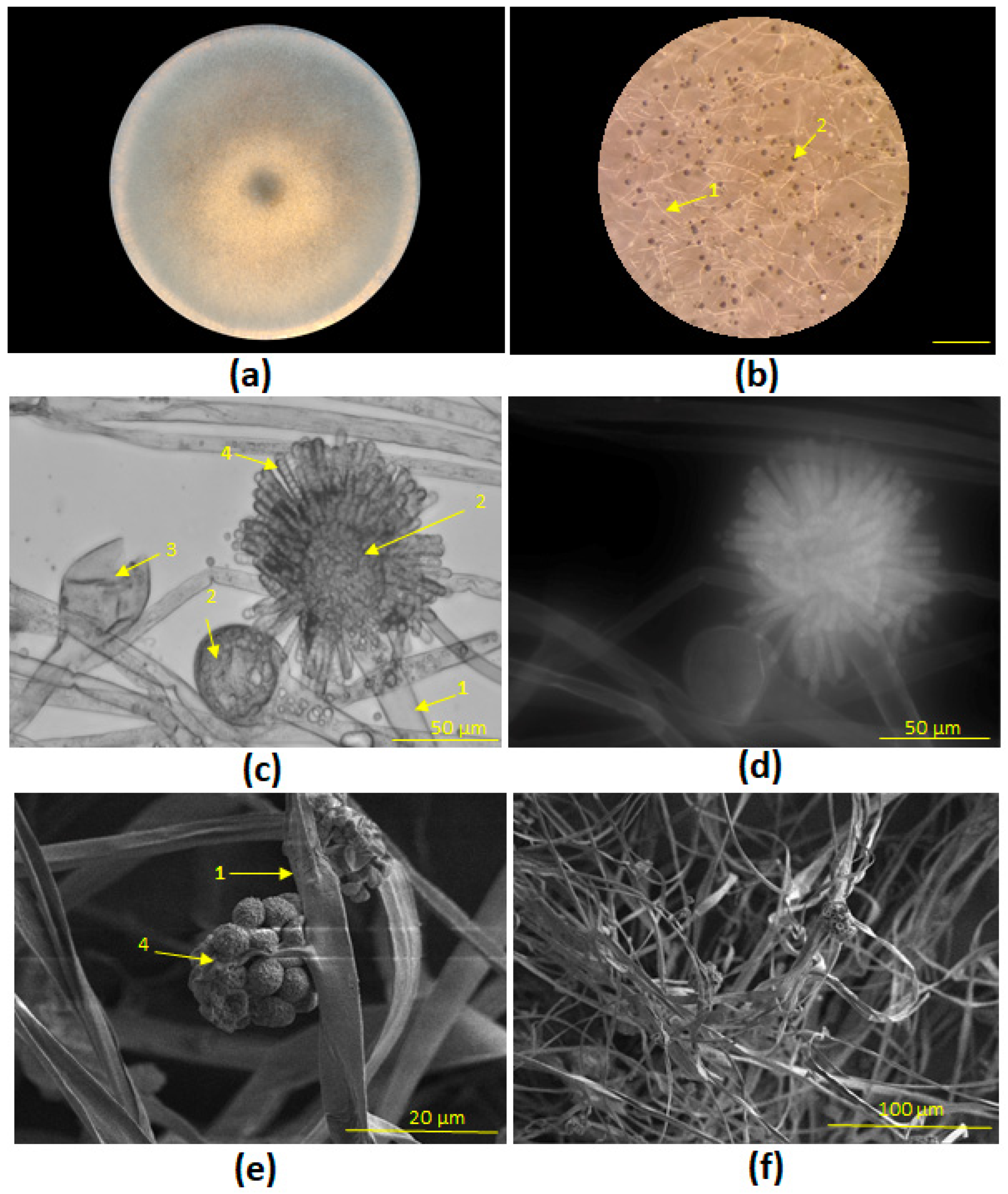 Heritage 08 00498 g004