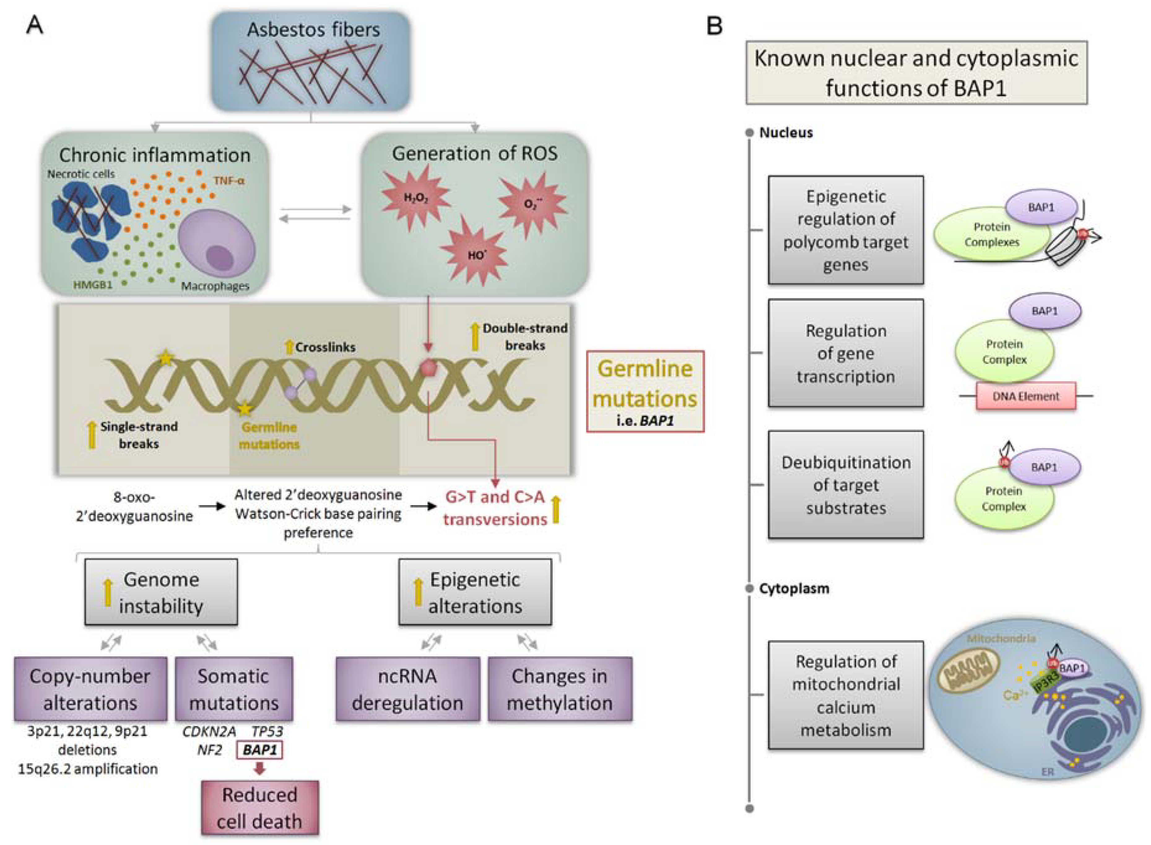 pleural mesothelioma progression