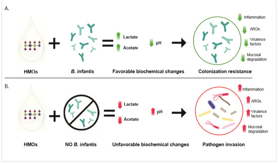 antage mærkning Køb High-Throughput | Free Full-Text | Colonization Resistance in the Infant Gut:  The Role of B. infantis in Reducing pH and Preventing Pathogen Growth | HTML