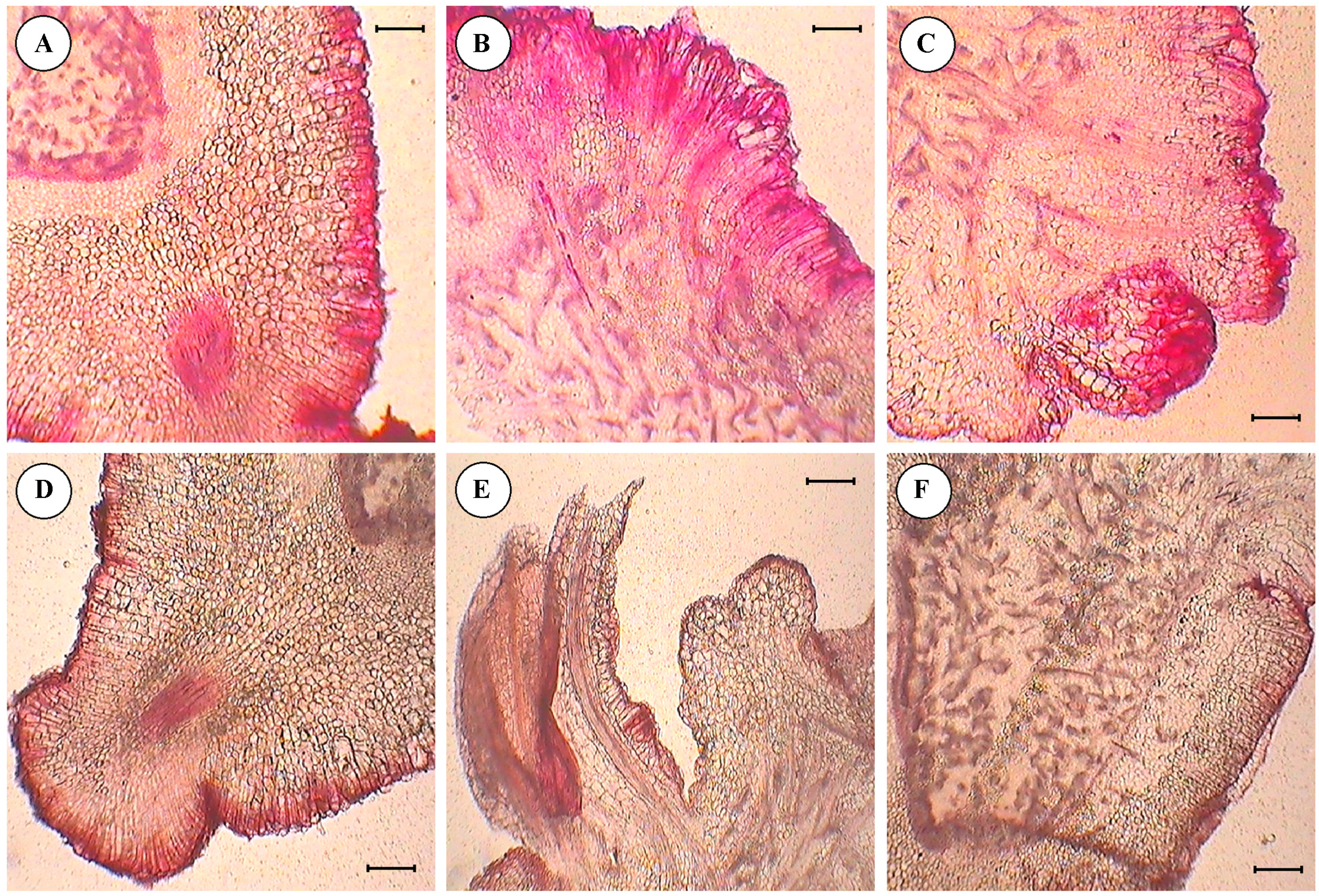 Horticulturae 01 00003 g002