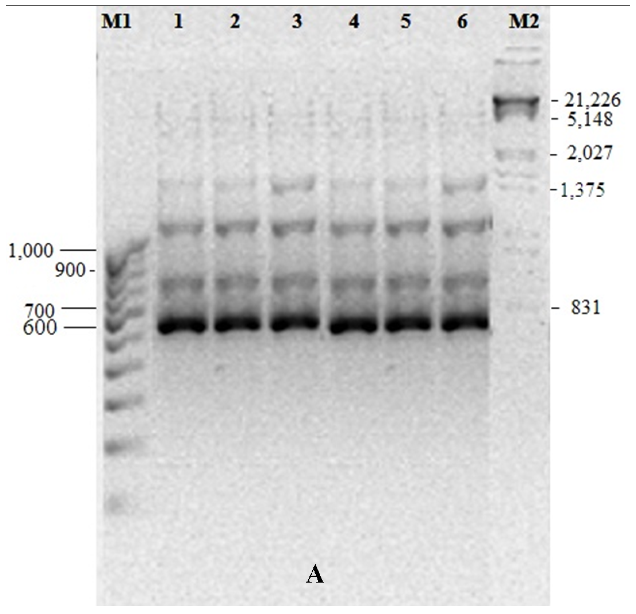 Horticulturae 01 00003 g003a