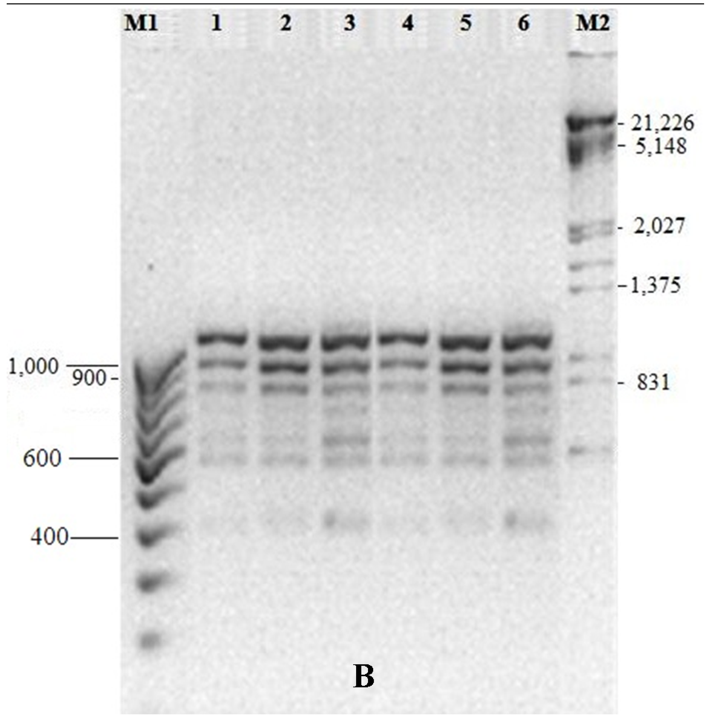 Horticulturae 01 00003 g003b