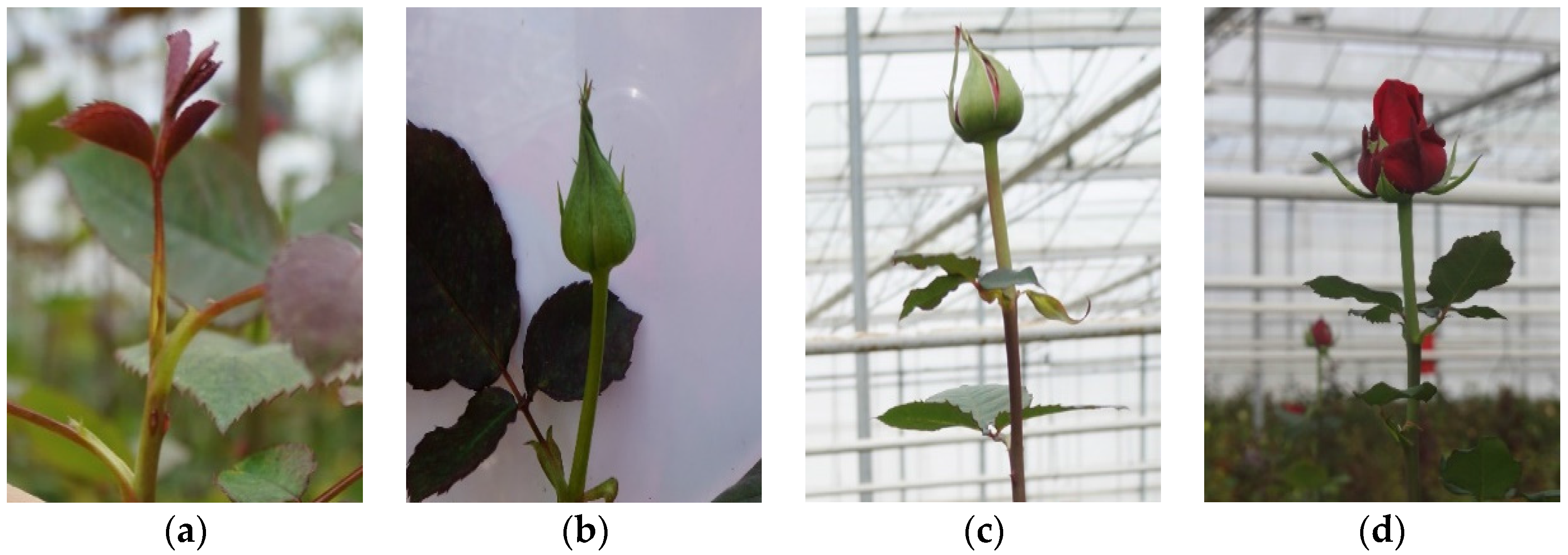 Horticulturae 02 00006 g001 1024