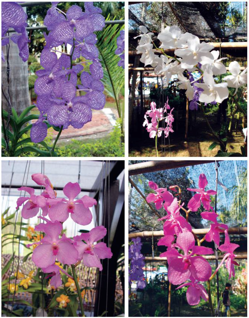 Horticulturae 02 00009 g002 1024