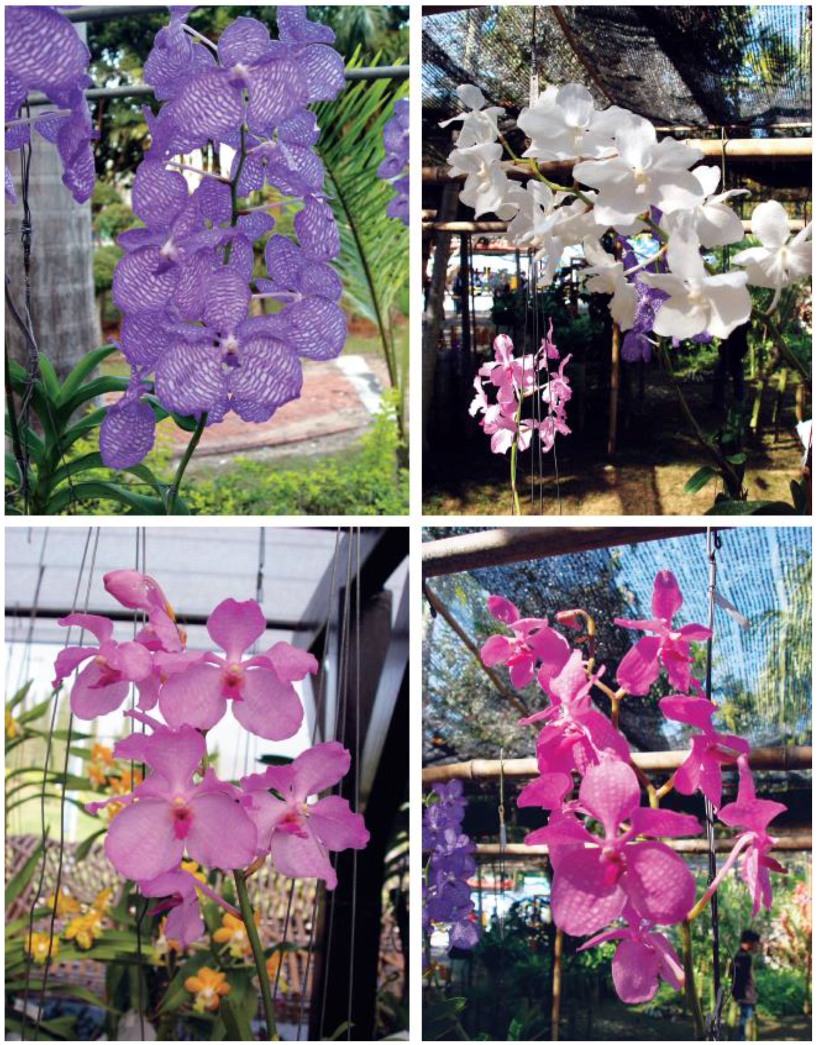 Horticulturae 02 00009 g002