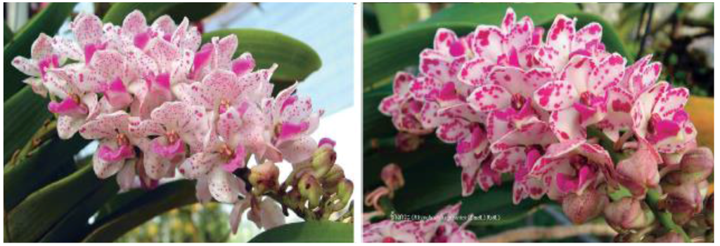 Horticulturae 02 00009 g004 1024