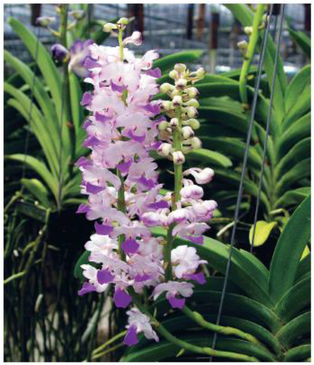 Horticulturae 02 00009 g006 1024