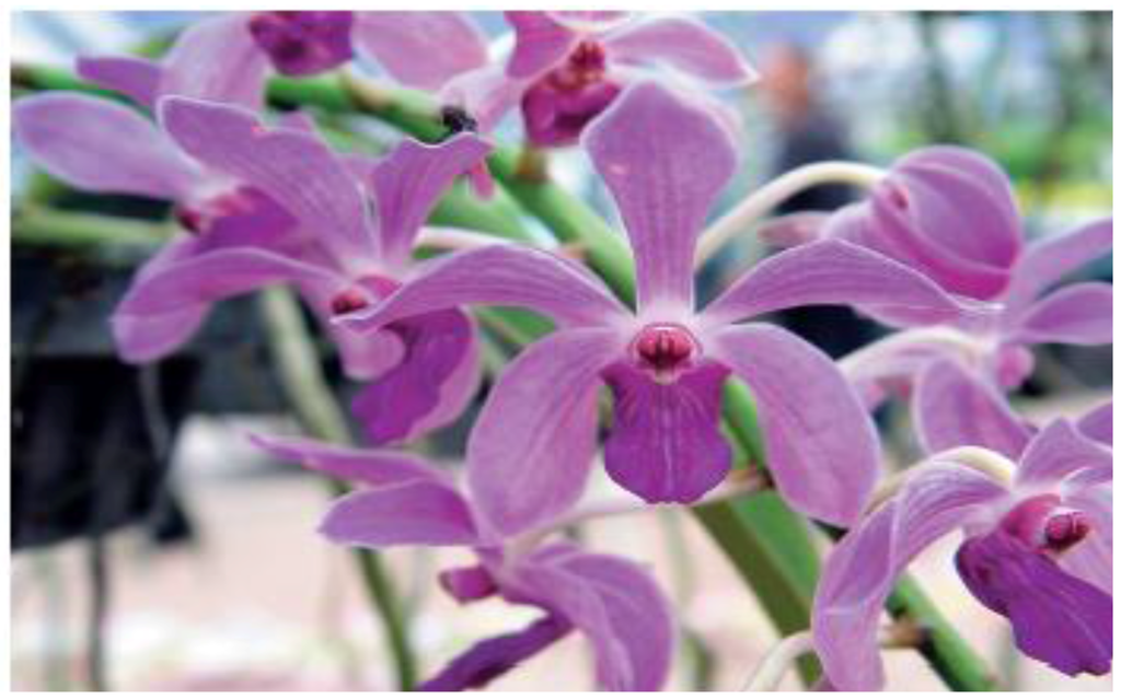 Horticulturae 02 00009 g007 1024