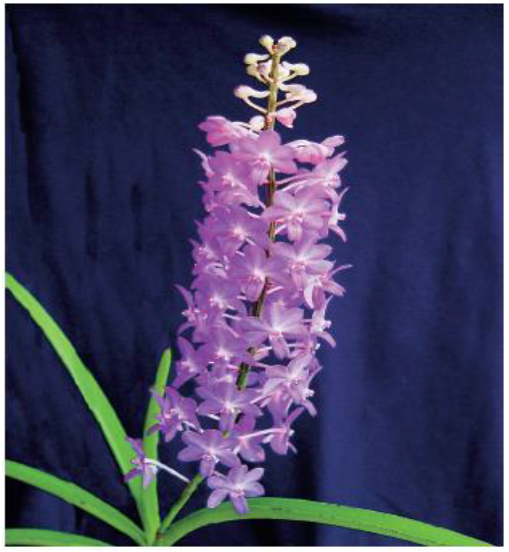 Horticulturae 02 00009 g008 1024
