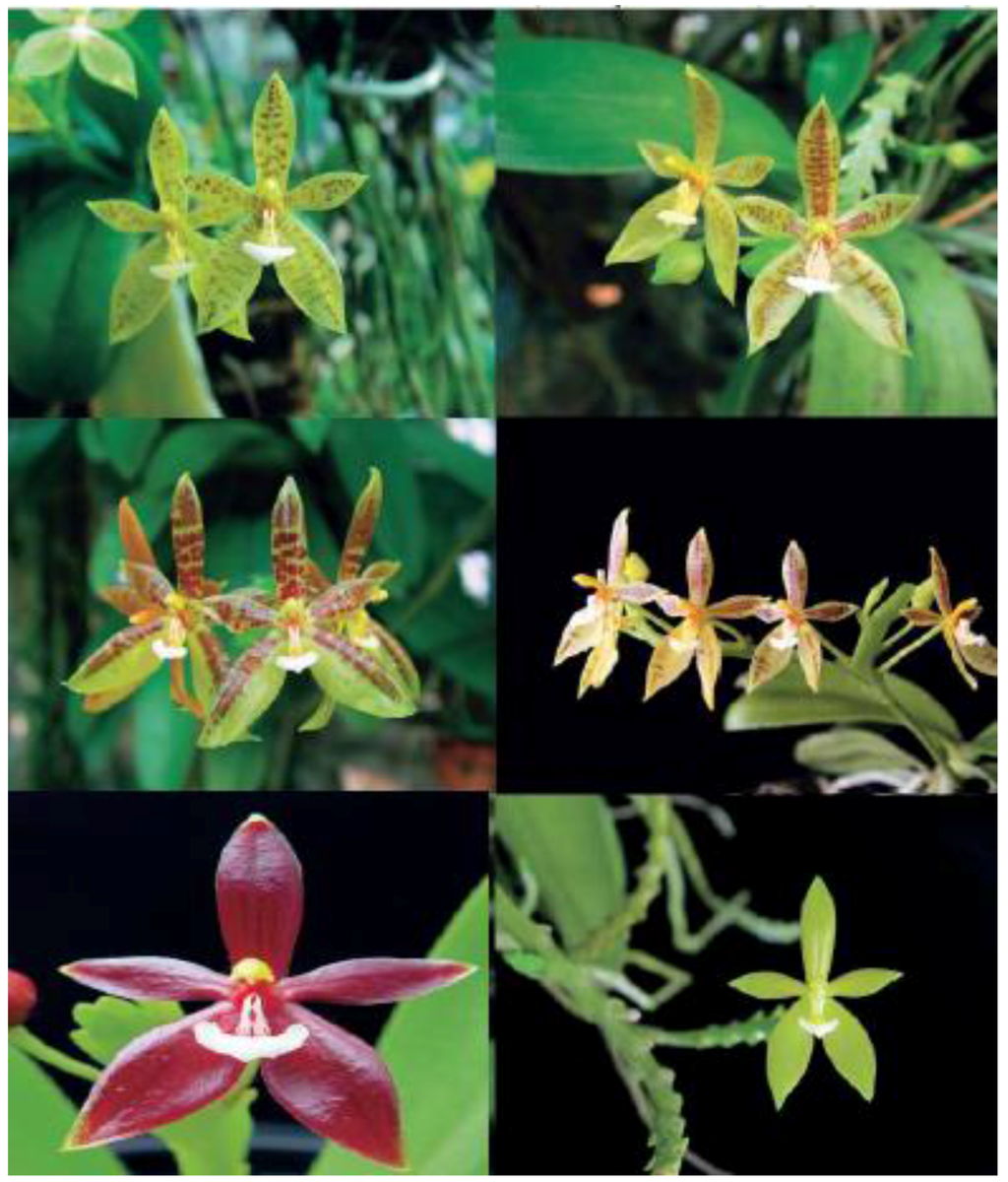 Horticulturae 02 00009 g011 1024