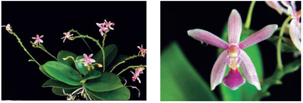 Horticulturae 02 00009 g012 1024