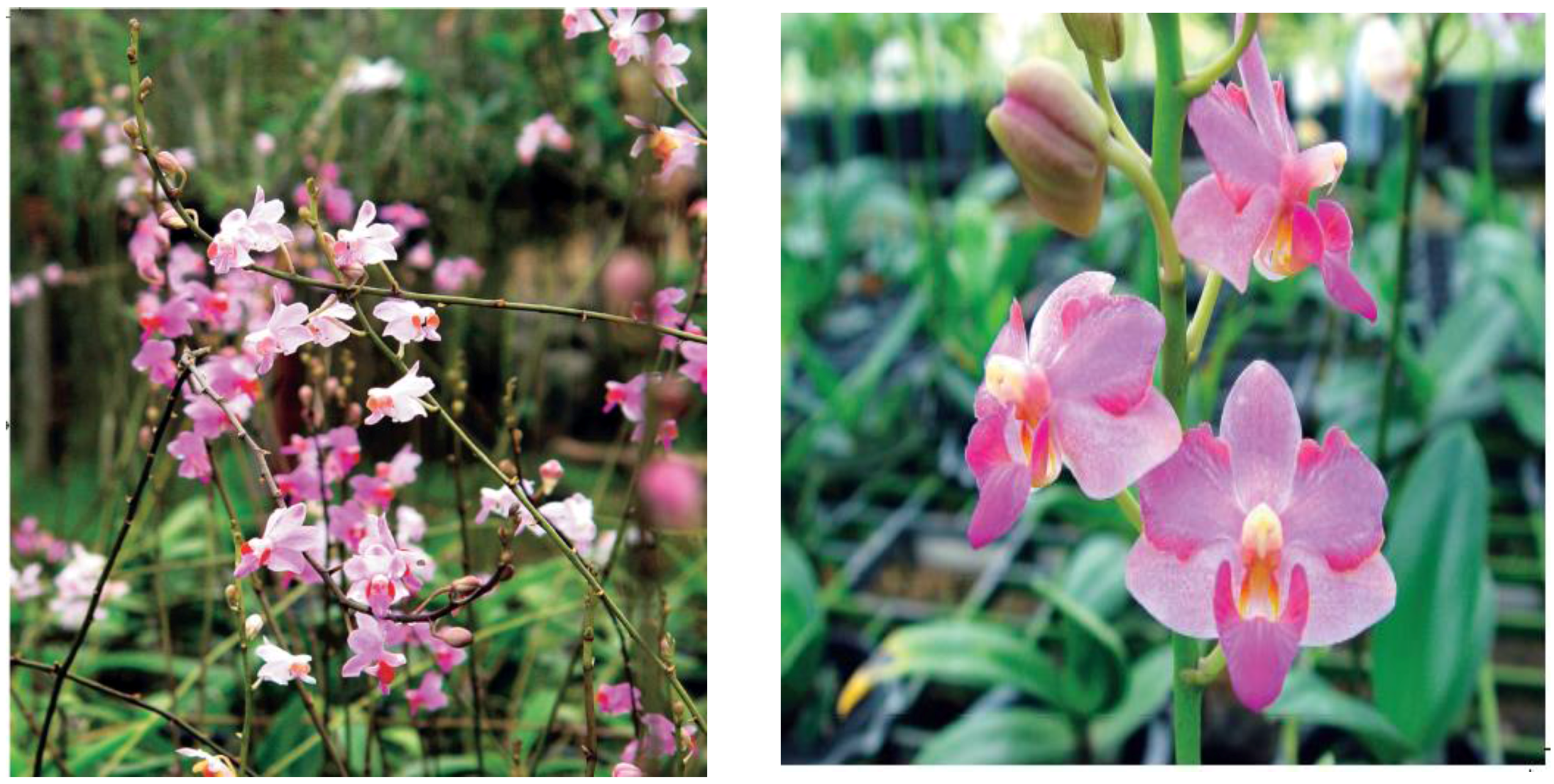 Horticulturae 02 00009 g013