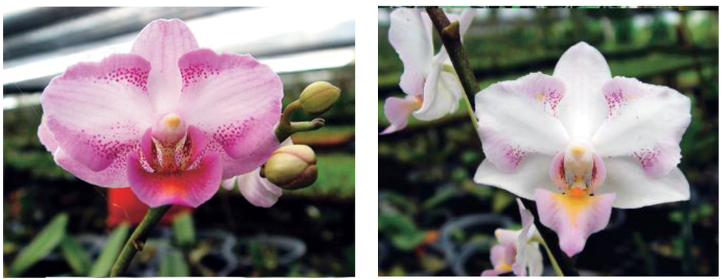 Horticulturae 02 00009 g014 1024