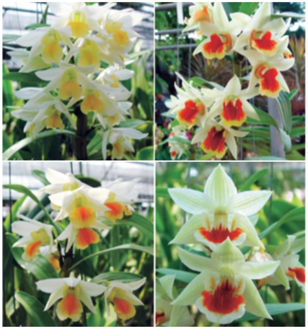 Horticulturae 02 00009 g016 1024