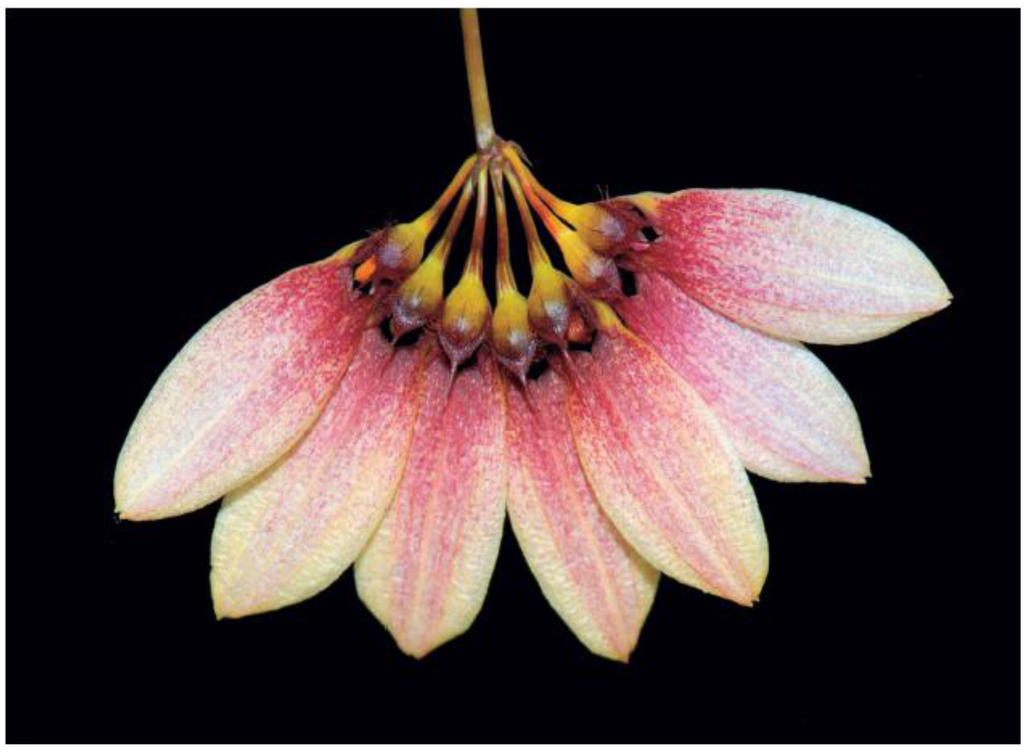 Horticulturae 02 00009 g018 1024
