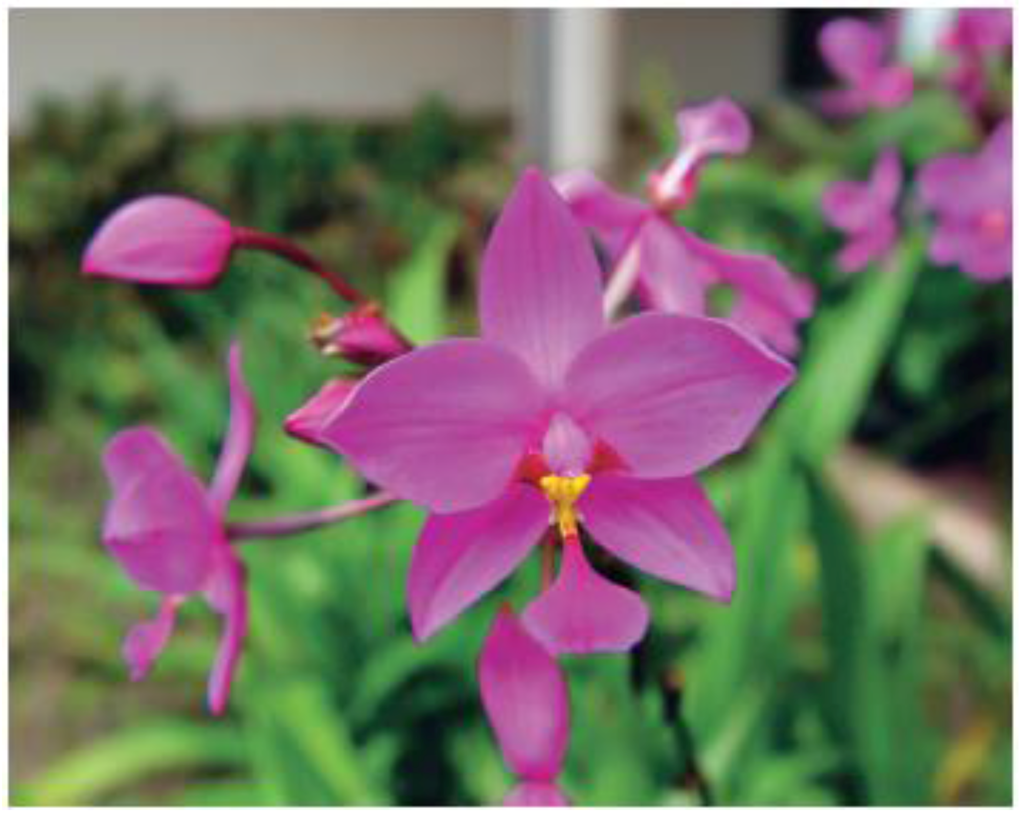 Horticulturae 02 00009 g019 1024