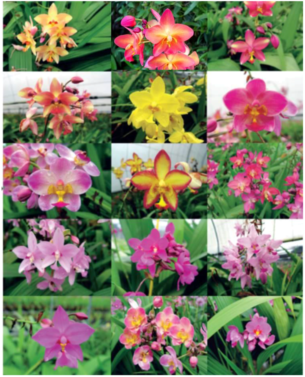 Horticulturae 02 00009 g020 1024